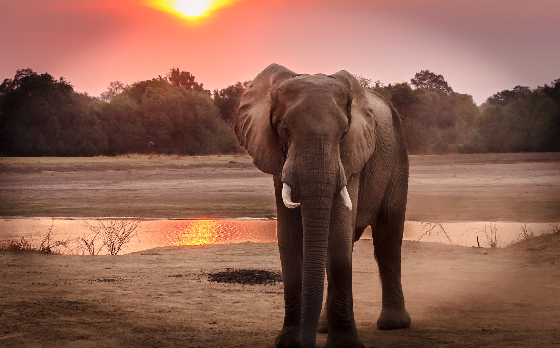 Is It Okay to Ride Elephants in Thailand? It’s Complicated